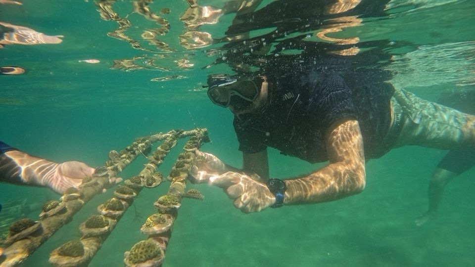 Unesco reconhece Biofábrica de Corais como Projeto da Década Internacional das Ciências para o Desenvolvimento Sustentável
